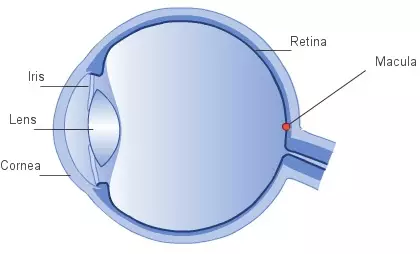 The normal eye